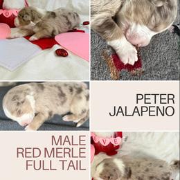 Australian Shepherd Puppies from Sunshine Shepherds