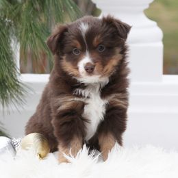 Piper - Red tri female Miniature Australian Shepherd puppy in Mifflin, Pennsylvania from Cabin Hearth Miniature and Toy Australian Shepherds