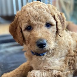 “Boss Babe” - Caramel Labradoodle puppy in Helena, Montana from Reese Labradoodles