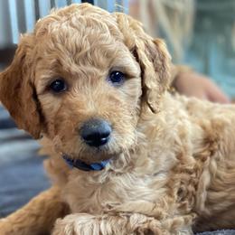 “Boss Babe” - Caramel Labradoodle puppy in Helena, Montana from Reese Labradoodles