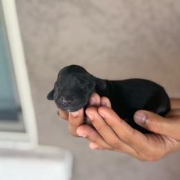 Enzo - Black male Dachshund puppy in Surprise, Arizona from D&C Royal Dachshunds LLC