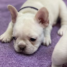 French Bulldog Puppies from Phillips Family Frenchies