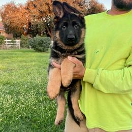 Girl 1 - Black and red female German Shepherd puppy in Stockton, California from Zaragoza German Shepherds