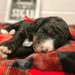Red collar - Tri-color female Bernedoodle puppy in Shelby, North Carolina from Forever Grateful Doodles