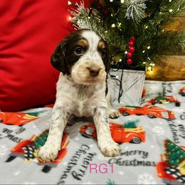 RG1 - Tri-Roan female English Springer Spaniel puppy in Britton, South Dakota from K&S Canines