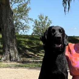 Marsh - Flat-Coated Retriever