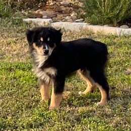 Boy 4 - Miniature Australian Shepherd puppy from L Bar W Aussie Ranch