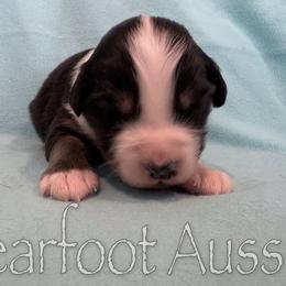 Girl 5 - Black tri-color female Australian Shepherd puppy in Lowell, Indiana from Bearfoot Aussies and Tollers