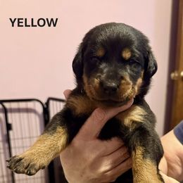 Yellow Collar - A Litter - Black and tan female Beauceron puppy in Sterling, Illinois from Beaucerons of Tempete De Hope
