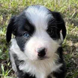 Miniature Australian Shepherds from Mini Australian Perfect Pups