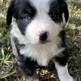 Miniature Australian Shepherds from Mini Australian Perfect Pups