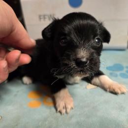 Girl 3 - Black and white female Companion Cross puppy in Davenport, Washington from Lovely Ladies and Little Asses Miniature Equines (L3A Pomeranians & Papillons)