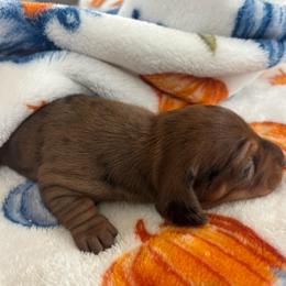 Callie - Dapple female Dachshund puppy in Humphreys, Missouri from Foster’s Dachshunds