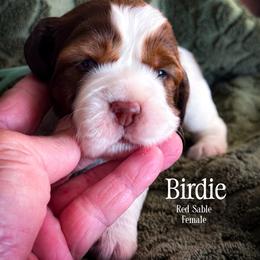 Birdie - Red and white female English Springer Spaniel puppy in Tupalo, Mississippi from Butterfield Trail Farm