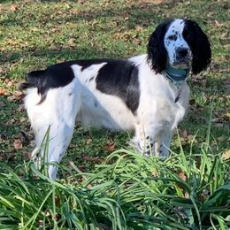 English Springer Spaniels from Bourbon Trail Springers