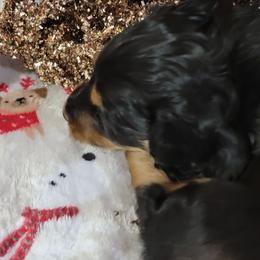 Dachshund Puppies from CLARK'S BREEDING PROGRAM
