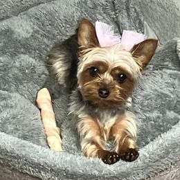 Princess - Yorkshire Terrier