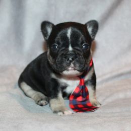 Boxer, Bulldog, and French Bulldog Puppies from Hillview Kennels