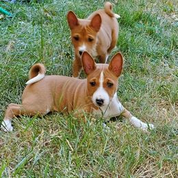 Basenji Puppies from Basenji Puppies