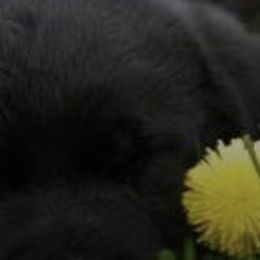 French Bulldogs and Labrador Retrievers from Legacy Labradors