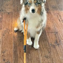 Banks - Miniature Australian Shepherd