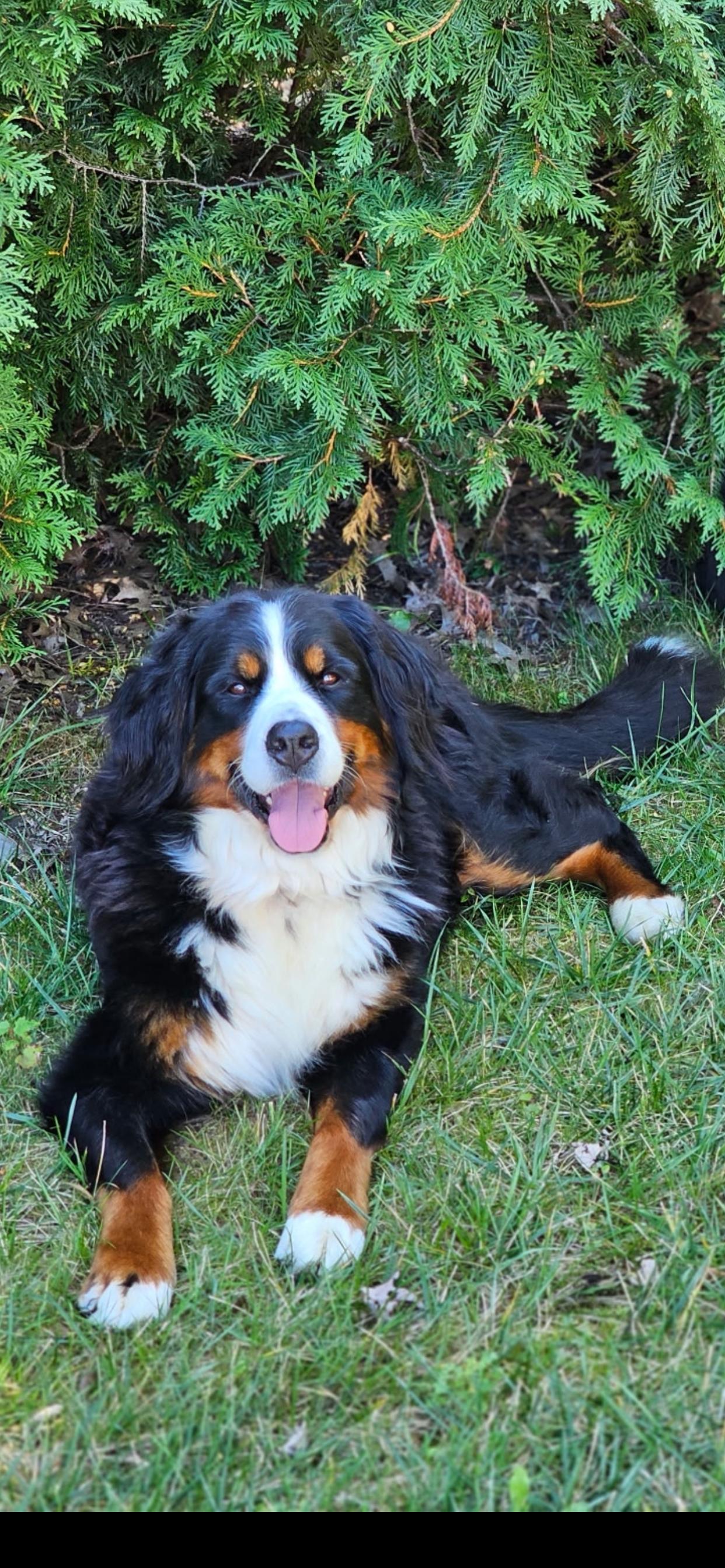 Stella