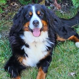 Stella - Bernese Mountain Dog