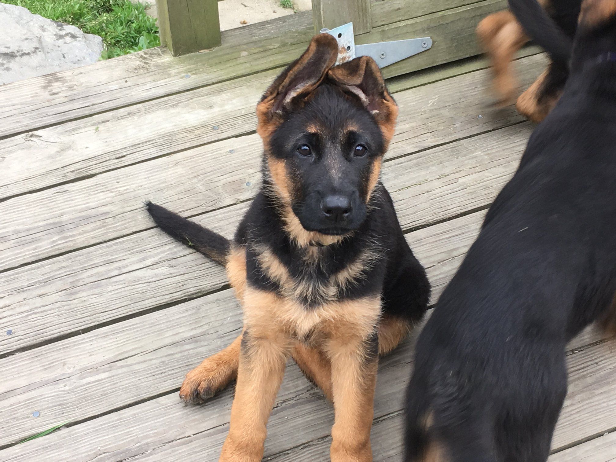 DeLeeuw German Shepherd Dogs in Rhode Island | German Shepherd puppies ...