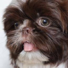 Bruno - Liver and white male Shih Tzu puppy in Clinton, Tennessee from Southland’s Shih Tzus