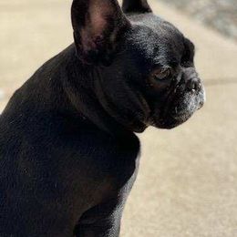 Stormy - French Bulldog