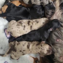 Chocolate dapple - Dapple female Dachshund puppy in Ashford, Alabama from Circle City Dachshunds