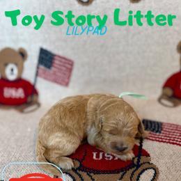 Lilypad - Apricot female Goldendoodle puppy in Houston, Texas from Golden Life Doodles