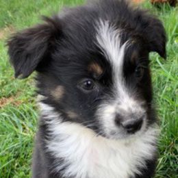 Aussiedoodle and Australian Shepherd Puppies from Wolf Creek Aussies And Aussiedoodles