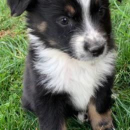 Aussiedoodle and Australian Shepherd Puppies from Wolf Creek Aussies And Aussiedoodles