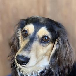 Dachshunds from Tree City Cream Dachshunds