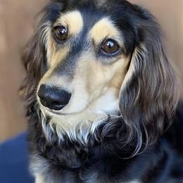 Dachshunds from Tree City Cream Dachshunds