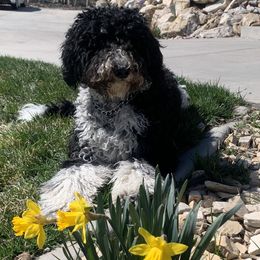 Rainey - Bernedoodle