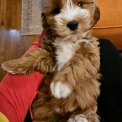 Cavalier King Charles Spaniel and Cavapoo Puppies from Puppyloversplace