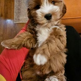 Cavalier King Charles Spaniel and Cavapoo Puppies from Puppyloversplace