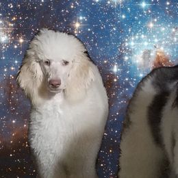 Goldendoodles and Poodles from Prancing poods and doods