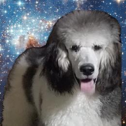 Goldendoodles and Poodles from Prancing poods and doods
