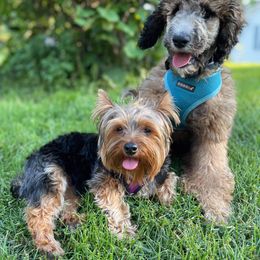 Poodle Puppies from Paddock's Purebred Poodles