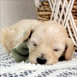 Fable - Cream female Goldendoodle puppy in Temecula, California from Oodles O'Doodles