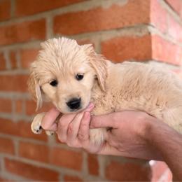 Sunny - Golden female Golden Retriever puppy in Mc Neal, Arizona from K&N Golden Retriever Companion