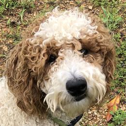 Potter - Poodle