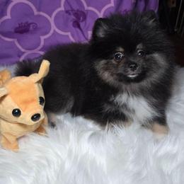 Tia - Black and tan female Pomeranian puppy in Fresno, California from Pomi Mami Pomeranians