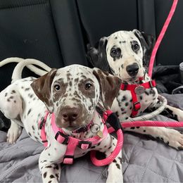 Dalmatian Puppies from Louisiana Roux Dalmatians