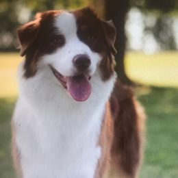 Australian Shepherds from Diamar