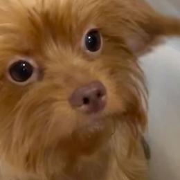 Shih Tzus, Yorkipoos, and Yorkshire Terriers from Noir Luxe Litters of NJ