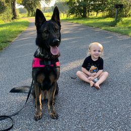 Dachshunds and German Shepherds from Chlex K9 Shepherds & Dachshunds